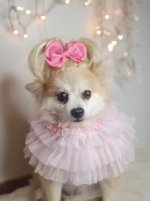dog bow blond wig.jpg
