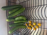 IMG_0081.jpeg
