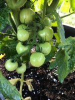 Cherry Tomatoes.jpg Cherry Tomatoes.jpg