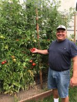 tomatoes.jpg