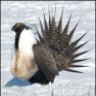 sagegrouse