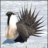 sagegrouse